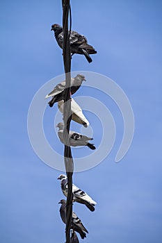 Pigeons Sitting on a Cable
