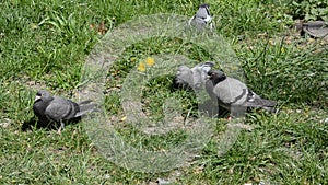 Pigeons are sitting in the grass basking in the sun