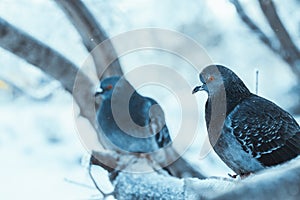 Pigeons sitting hunched on a branch in the winter day