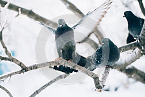 Pigeons sitting hunched on a branch in the winter day