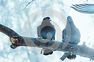 Pigeons sitting hunched on a branch in the winter day