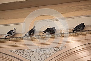 Pigeons sitting on the ledge of an old building