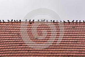 Pigeons sitting on old red tile roof after rain.