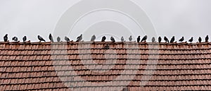 Pigeons sitting on old red tile roof after rain.