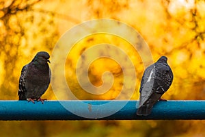 Pigeons sitting on a pipe