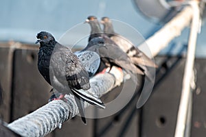 Pigeons sitting on ship hawser. Thick rope tied to mooring. Pigeons in city port