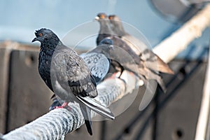 Pigeons sitting on ship hawser. Thick rope tied to mooring. Pigeons in city port