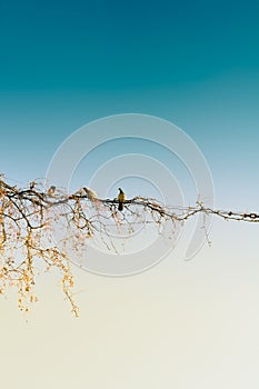 Pigeons Sitting on Wire