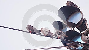 Pigeons sitting on a wire in front of traffic lights