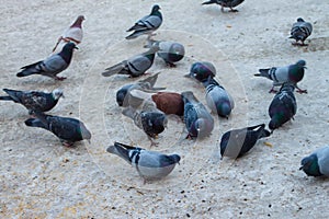 Pigeons in the snow