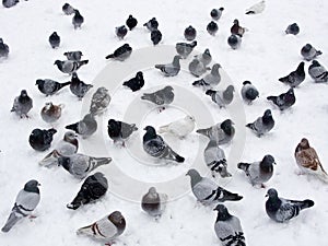 Pigeons in snow