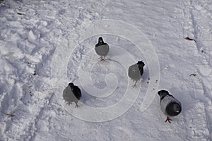 Pigeons on the snow and during winter in the town.