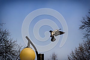 Pigeons on the snow and during winter in the town.