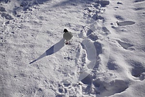 Pigeons on the snow and during winter in the town.