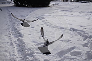 Pigeons on the snow and during winter in the town.