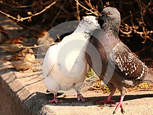 Pigeons snuggling