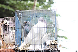 Pigeons sold at the animal market