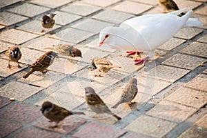 Pigeons and sparrows