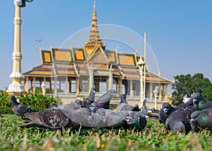 The pigeons in the square in front of the Royal Palace