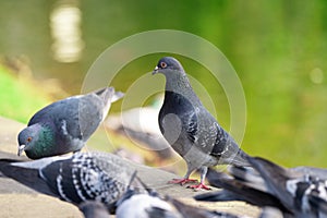 Pigeons stand on the curb near a lake in a city park. Close-up.