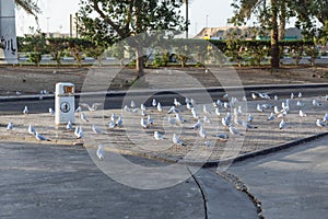 Pigeons stand on the ground of open air seafood market near Palm Deira metro station in Dubai