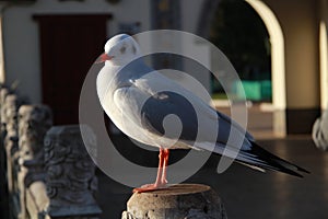 Palomas de pie excepto por amanecer 