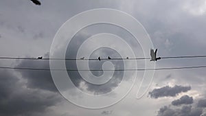 Pigeons Standing and Flying Electric Wires