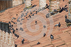 Pigeons are standing on the roof and enjoying the sun.
