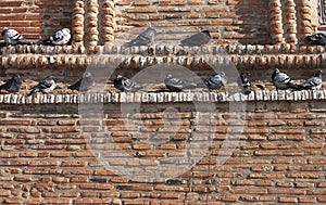 Pigeons - RAW format