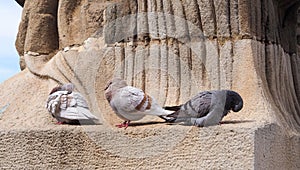 Pigeons on a statue