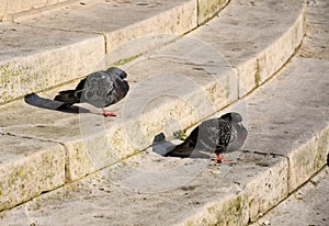 Pigeons on steps