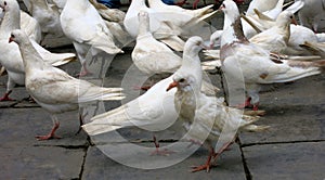 Pigeons on Stone Pavement photo