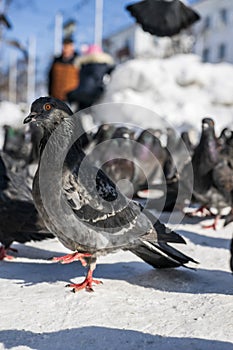 Pigeons on the street in winter