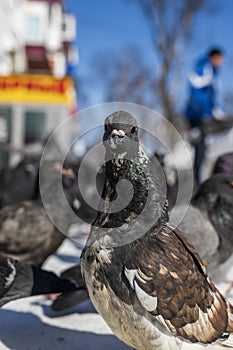 Pigeons on the street in winter