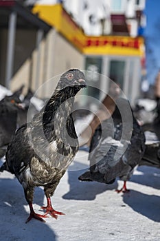 Pigeons on the street in winter