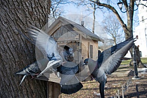 Pigeons struggling inside manger for birds