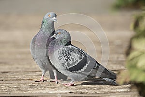 Pigeons in the sunlight acting like lovebirds on a path