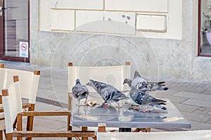 Pigeons on the table restaurants in Pecs