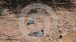 Pigeons take a bath in water and dry their feathers in the sun to escape the summer heat wave