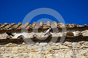 Pigeons on terracotta roof tile of old classic little church in earth tone natural stone wall with clear blue sky background