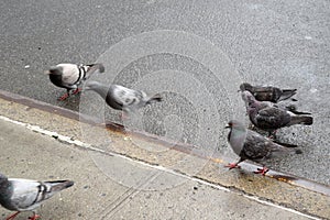 Pigeons in Times Square in Manhattan photo