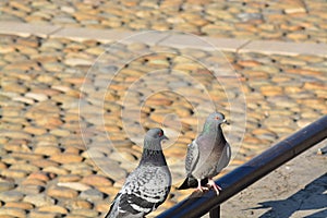 Pigeons,to be or not to be,Togheter or alone