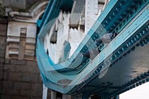 Pigeons on Tower Bridge, London.