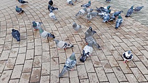 Pigeons in the town square