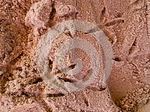 pigeons tracks on the sand on the beach