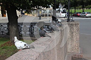 Pigeons on vacation Saints Petersburg .Russia