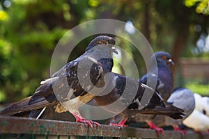 Pigeons