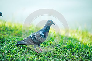 Pigeons are walking for food on grass.