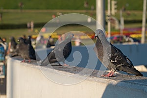 Pigeons on the wall