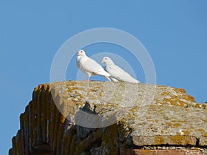 Pigeons on the wall